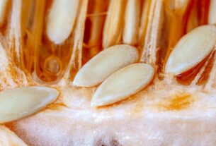 Photo fermented probiotics